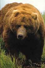 Large Kodiak Bear