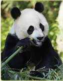 Giant Panda Bear Endangered