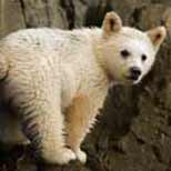 Baby Kermode Bear