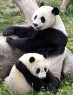 Giant Baby Pandas