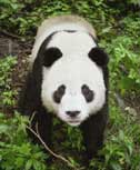 Giant Panda population information