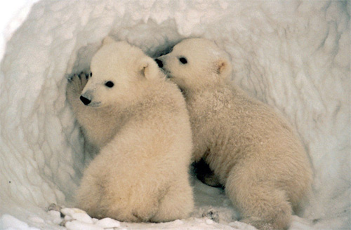 Polars Bears