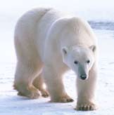 Polar Bear facts and information