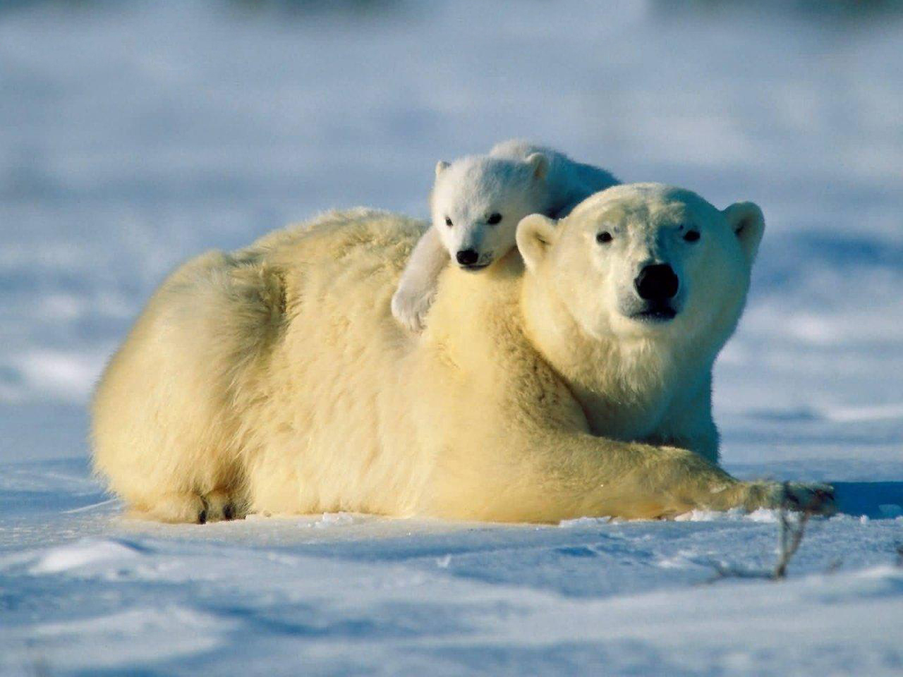 polar bears habitat