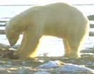 Polar Bears endangered